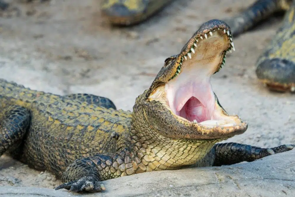 alligator-Floria